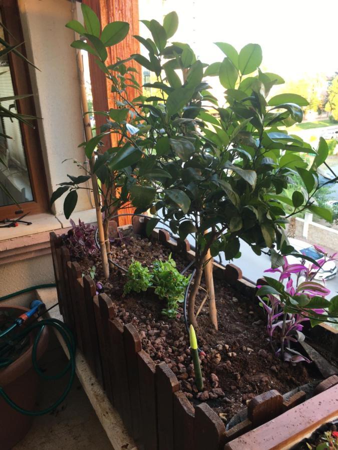דירות אנטליה Orange Garden מראה חיצוני תמונה