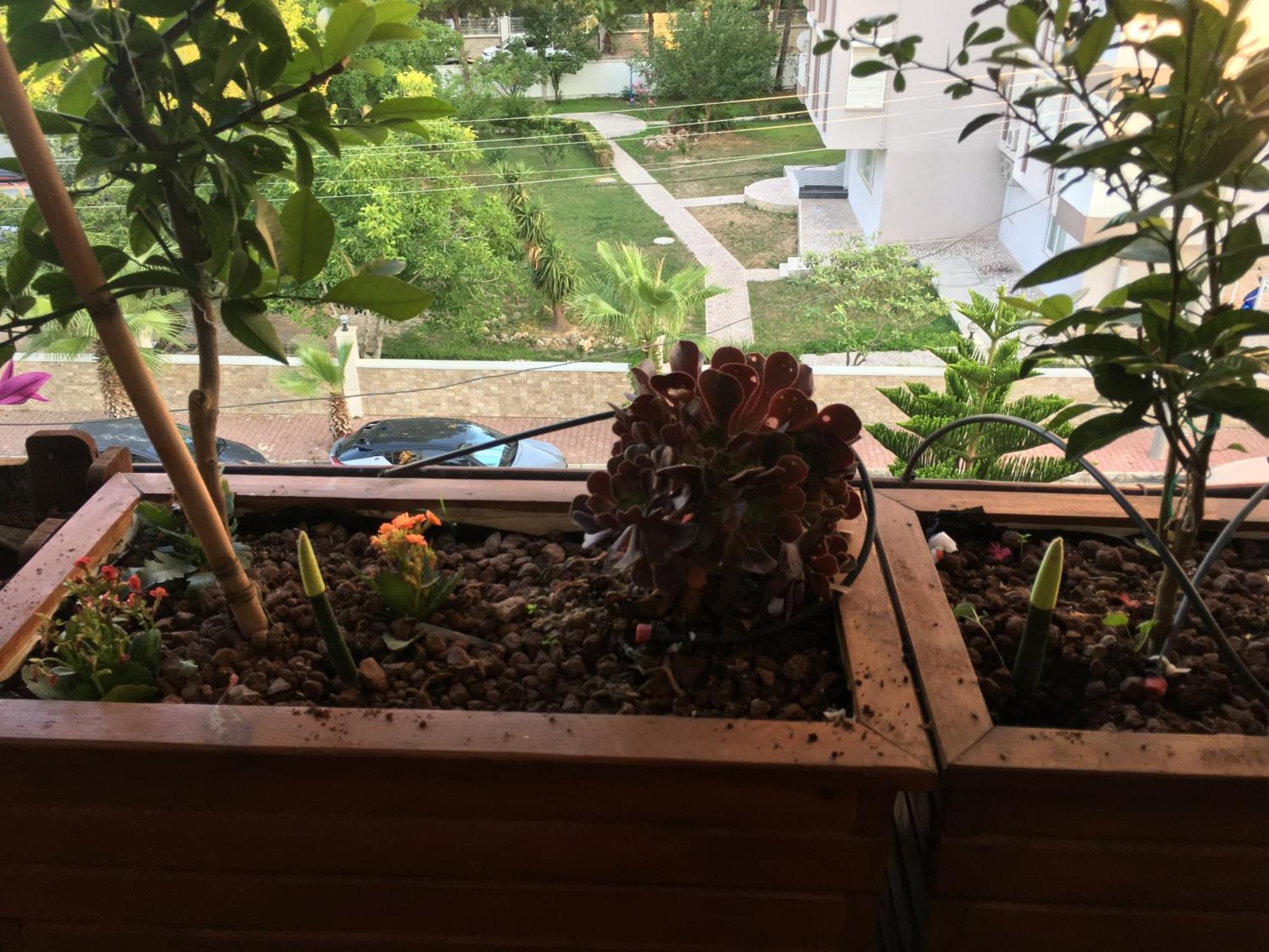 דירות אנטליה Orange Garden מראה חיצוני תמונה
